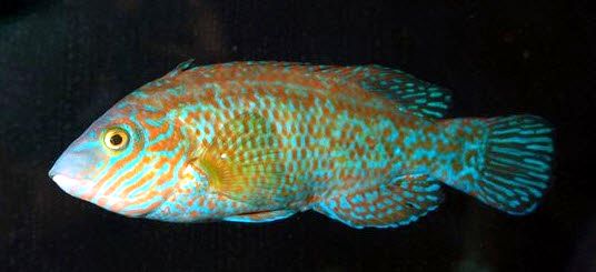 Centrolabrus exoletus_02